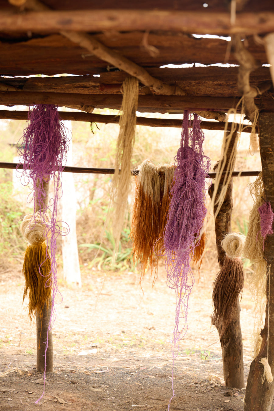 Official The Basket Room photograph of sisal fibres drying